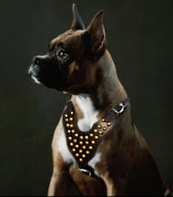 Studded Walking dog harness- Boxer